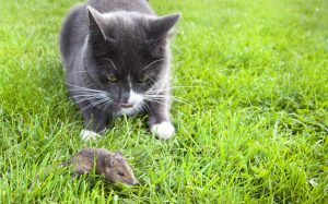 Cat stalking mouse to represent vulnerability